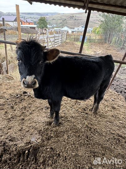 Телочки и бычки