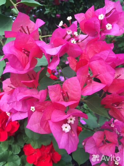 Бугенвиллея