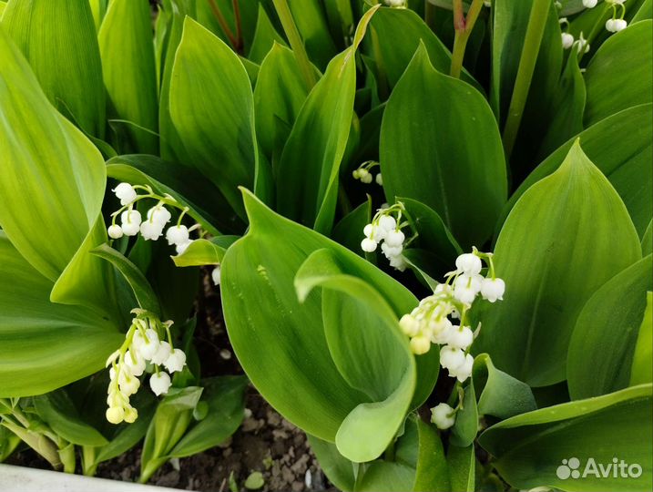 Ландыши, кореопсис