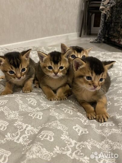 Абиссинские котята