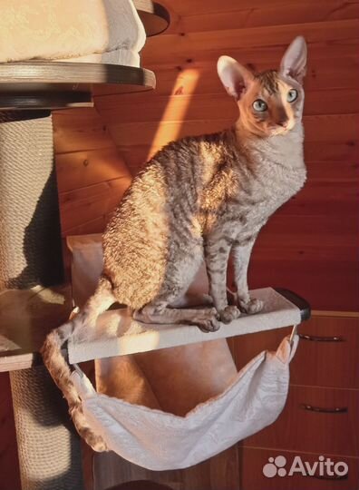 Шериф, парень в редком окрасе