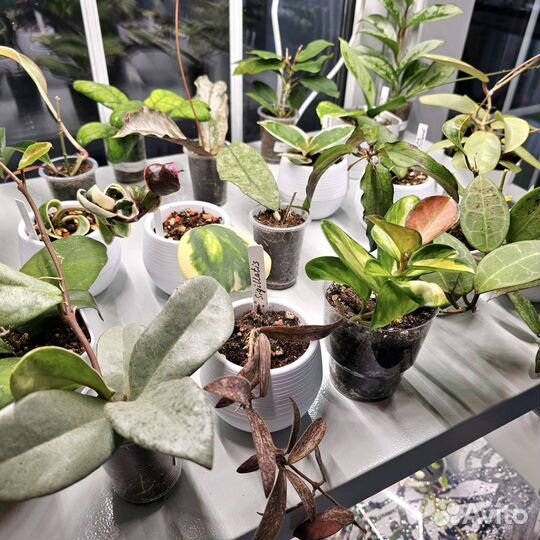 Хойи сортовые черенки с корешками