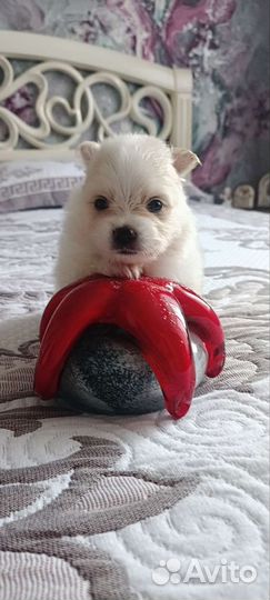 Щенки лапочки