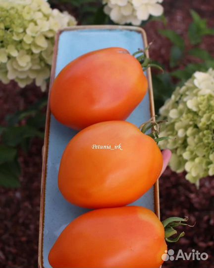 Семена томат Ослиные уши золотые