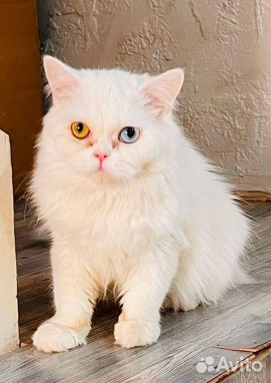 Кошка с разными глазами