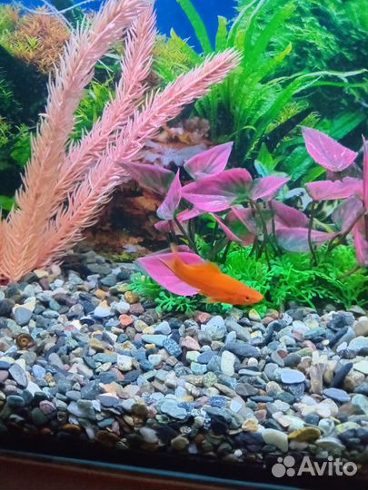 Аквариум, действующий, 20л