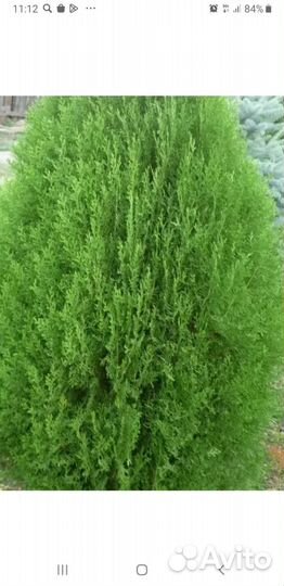 Туя саженцы