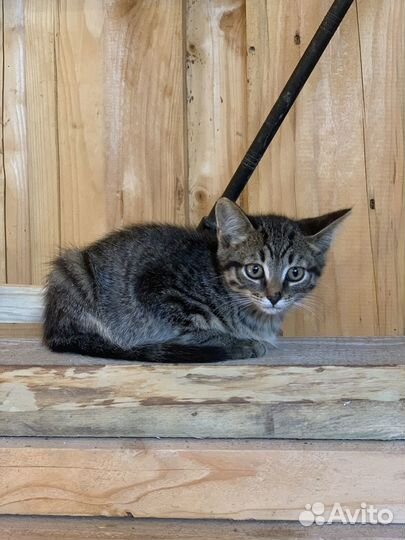 Котенок в добрые руки