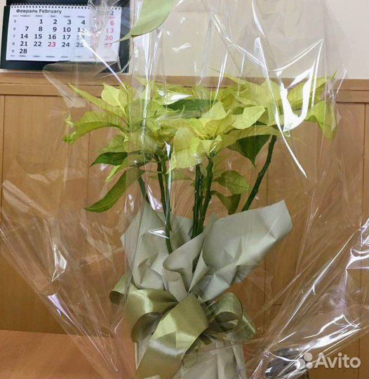 Пуансеттия