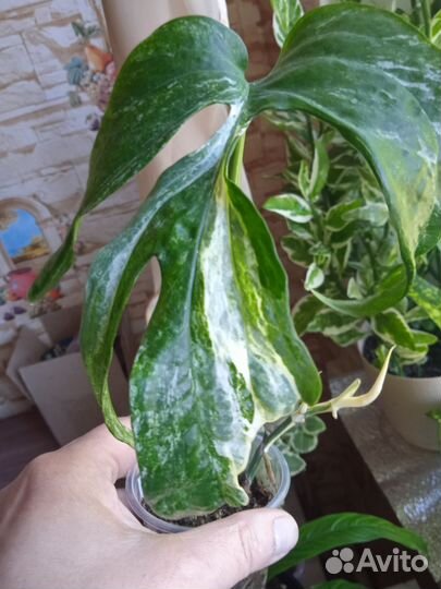 Комнатные цветы