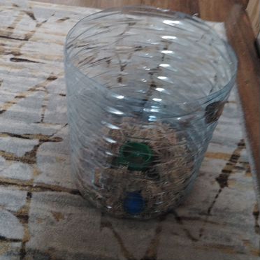 Улитки ахатины