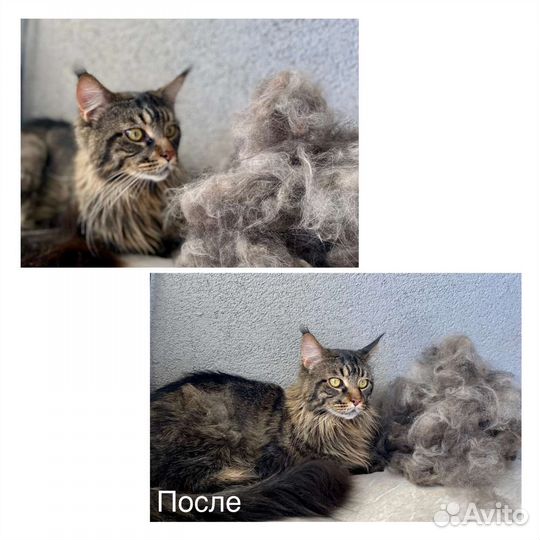 Стрижка собак и кошек