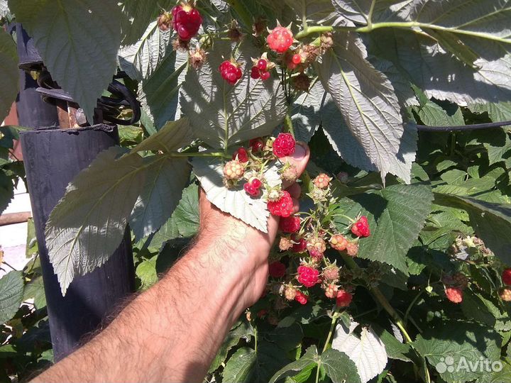 Малина крупная, урожайная, ремонтантая