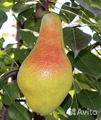 Груша. Саженцы