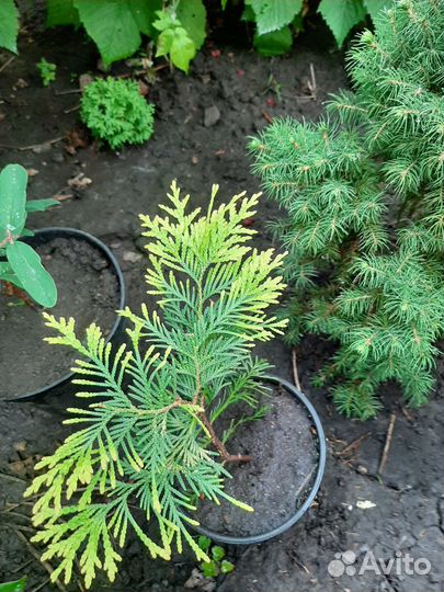 Туя с желтыми кончиками