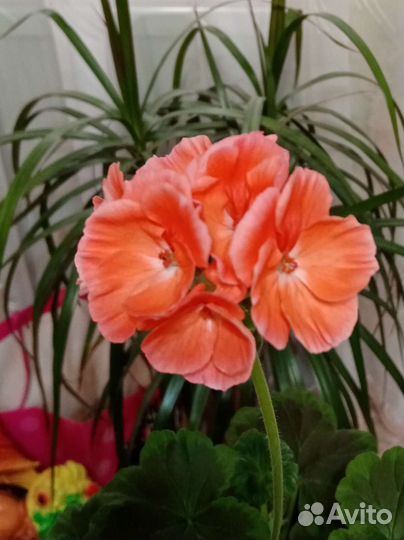 Пеларгония герань