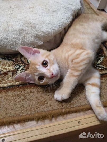 Котенок в дар
