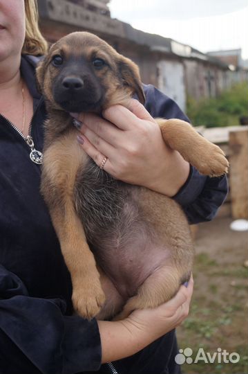 Отдается щенок в добрые руки