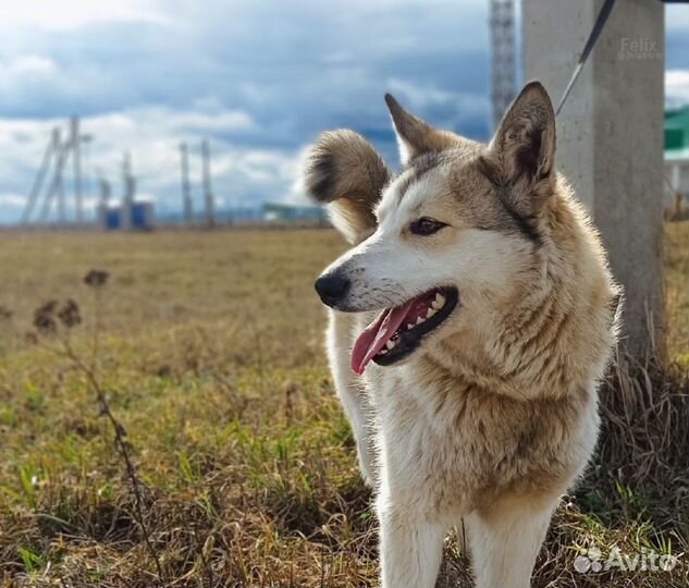 Собака в добрые руки