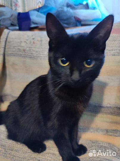 Кошечка Джесс ищет дом