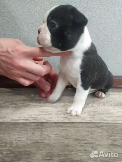 Щенки бостон терьер