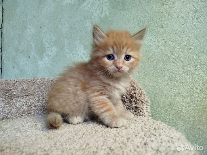 Котята Сибирские рыжие