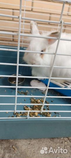 Декоративный кролик с клеткой