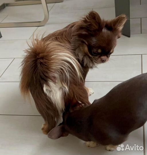 Вязка чихуахуа