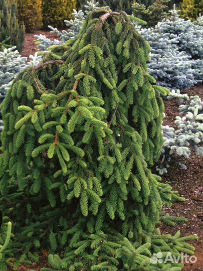 Ель Инверса