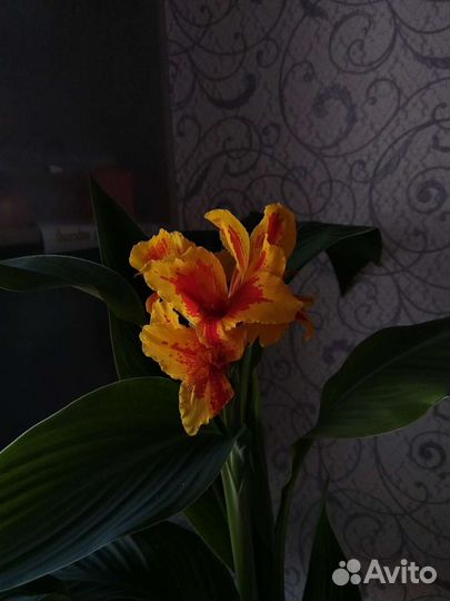 Канны желтые