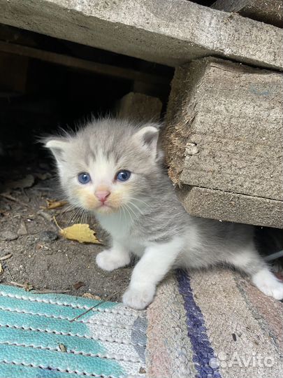 Отдам котят в добрые руки