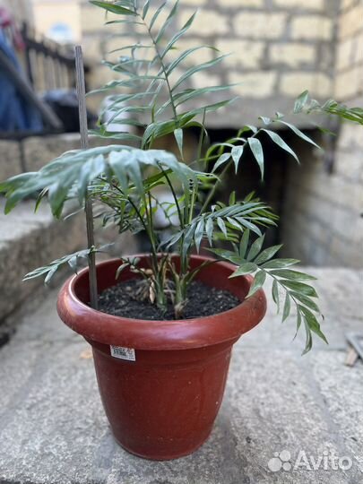 Пальма хамедорея