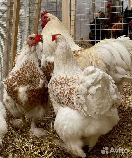Семья породных кур