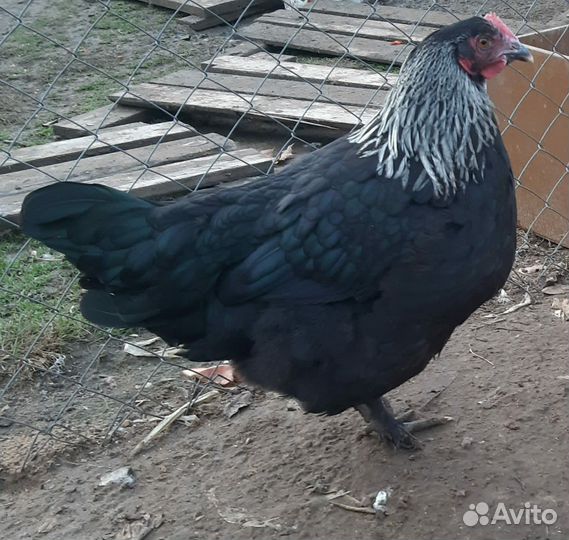 И/яйцо, мараны курочки или семья