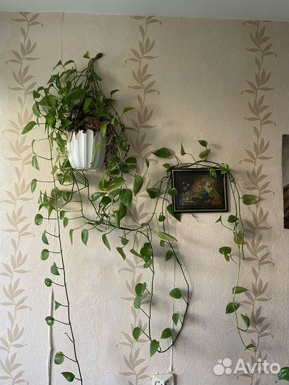 Цветы комнатные в добрые руки