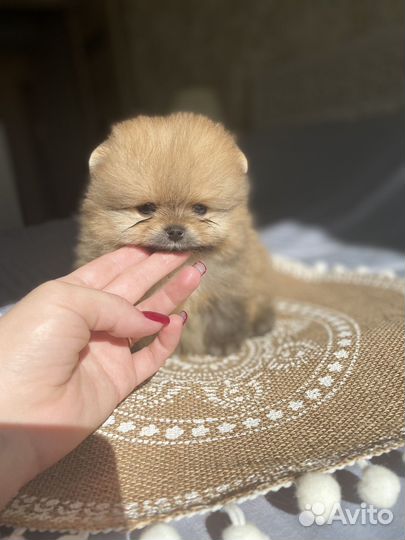 Щенки шпица