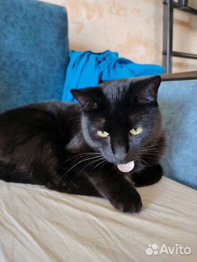 Передержка кошек