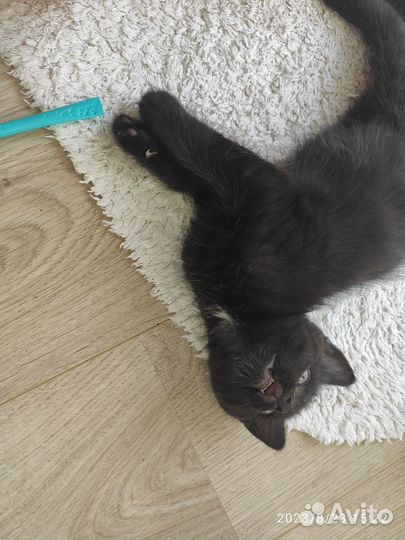 Черный котенок, мальчик, 2 мес