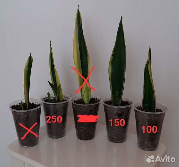 Сансевиерия Лауренти, цветы