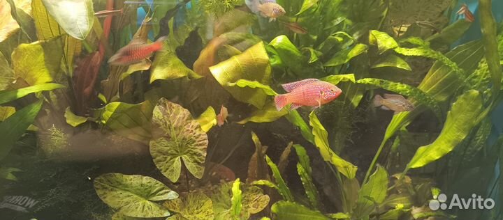 Продам Хромисов красавцев