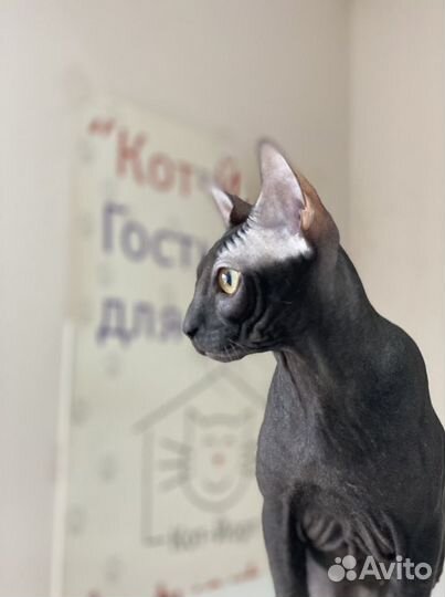 Передержка для кошек и грызунов