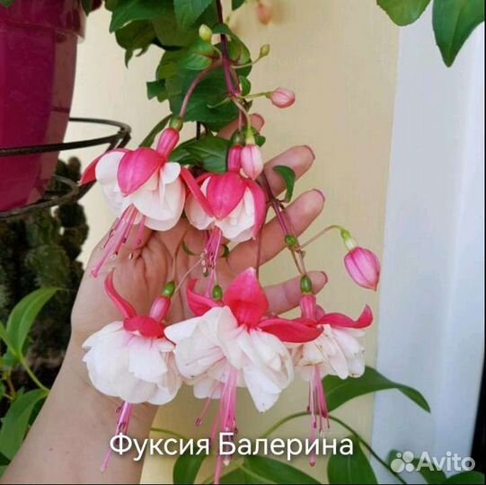 Фуксия Черенок Срез