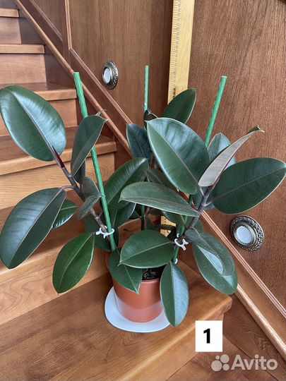 Фикус каучуконосный