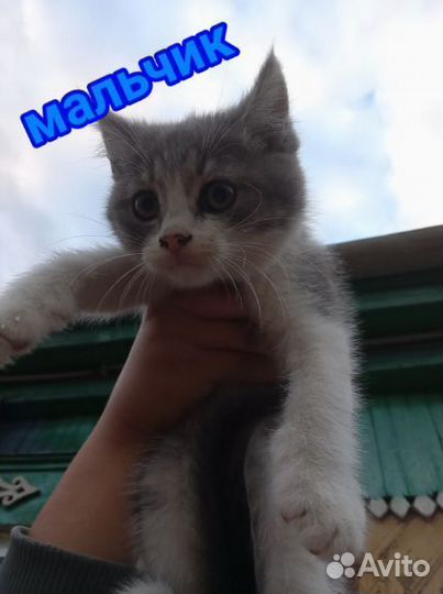 Котята в добрые руки бесплатно