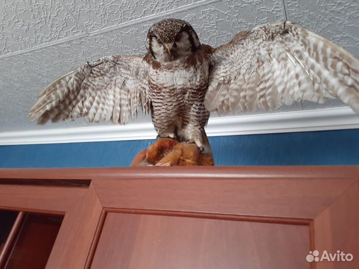 Чучела животных