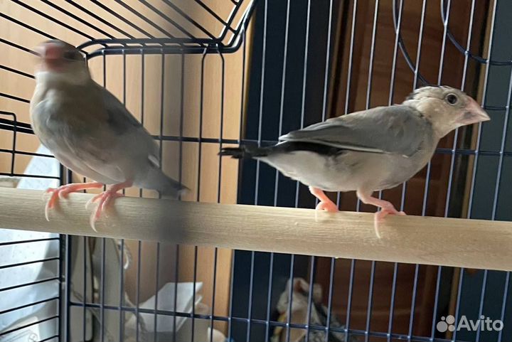 Рисовые амадины