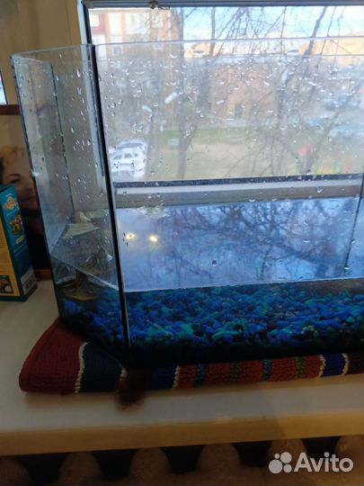 Подарю черепашку , В добрые руки