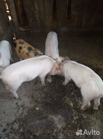 Поросенок обычный