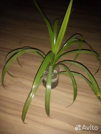 Пальма панданус