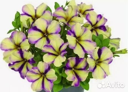 Вегетативные цветы